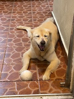 Shaggy - Retriever + German Shepherd Dog Dog