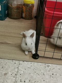 Bunny - Dwarf + Lionhead Rabbit
