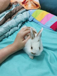 Bunny - Dwarf + Lionhead Rabbit