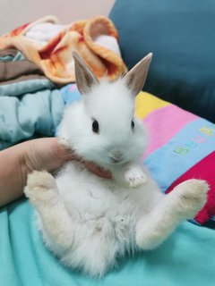 Bunny - Dwarf + Lionhead Rabbit