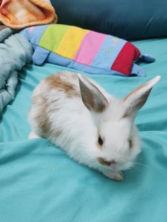 Bunny - Dwarf + Lionhead Rabbit