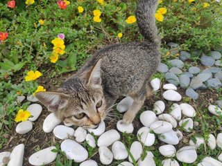 Smartie - Domestic Short Hair Cat