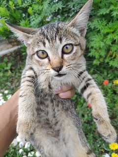 Smartie - Domestic Short Hair Cat