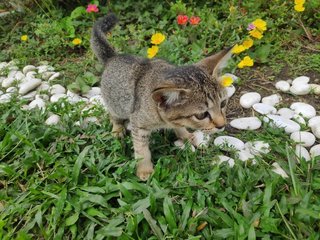 Smartie - Domestic Short Hair Cat