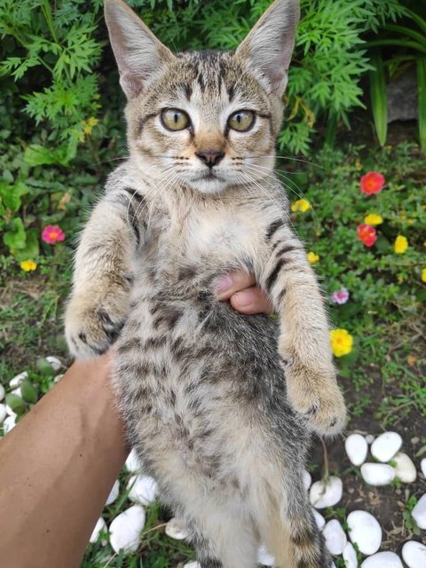 Smartie - Domestic Short Hair Cat