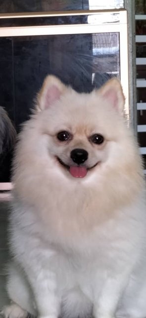 Dora - Pomeranian Dog