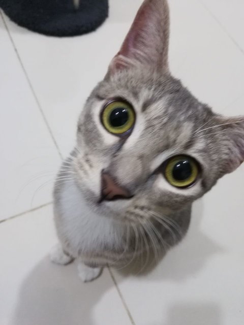 Luna - Domestic Short Hair Cat