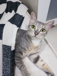 Luna - Domestic Short Hair Cat