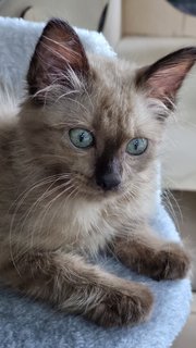 Perdu - Siamese Cat