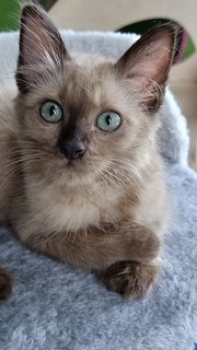 Perdu - Siamese Cat