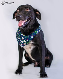 Happy - Labrador Retriever Mix Dog