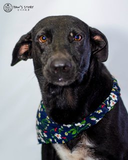 Happy - Labrador Retriever Mix Dog