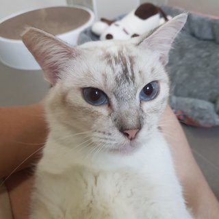 Reene The Silver Queen - Siamese + Domestic Short Hair Cat