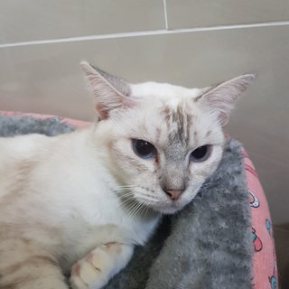 Reene The Silver Queen - Siamese + Domestic Short Hair Cat