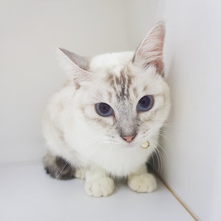 Reene The Silver Queen - Siamese + Domestic Short Hair Cat