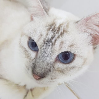 Reene The Silver Queen - Siamese + Domestic Short Hair Cat