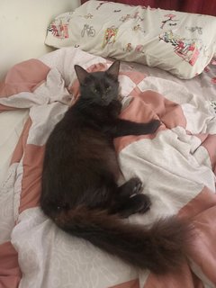 Fluff, Floof, French, Spot, Crooky - Domestic Short Hair Cat