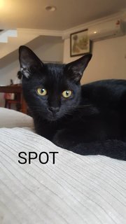 Fluff, Floof, French, Spot, Crooky - Domestic Short Hair Cat