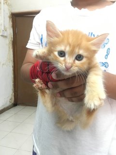 Mother Cat And 4 Kittens - Domestic Short Hair + Persian Cat