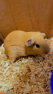 American Satin Guinea Pig - Guinea Pig Small & Furry