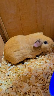 American Satin Guinea Pig - Guinea Pig Small & Furry