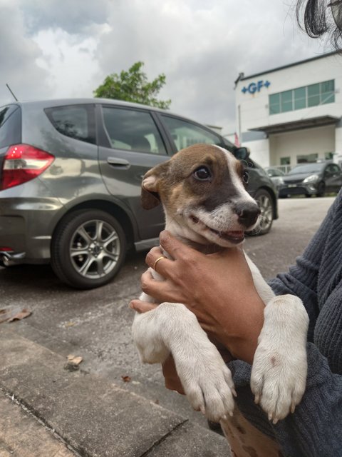 Bebe - Mixed Breed Dog