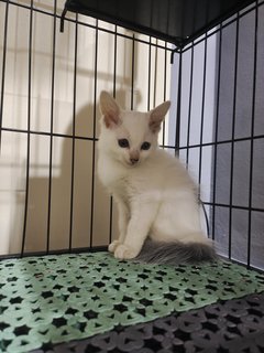 Snow  - Domestic Medium Hair Cat