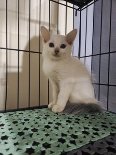 Snow  - Domestic Medium Hair Cat