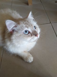 Putih - Domestic Long Hair Cat