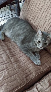 Silver - Domestic Short Hair Cat