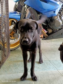 Felix - Black Labrador Retriever Dog