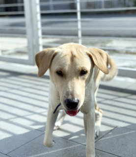 Sparky - Golden Retriever + Belgian Shepherd Malinois Dog