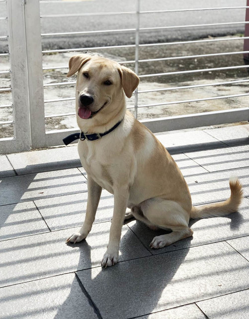 Sparky - Golden Retriever + Belgian Shepherd Malinois Dog