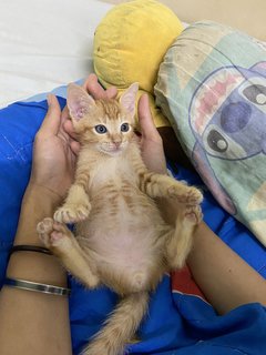 Pangpang - Domestic Medium Hair Cat