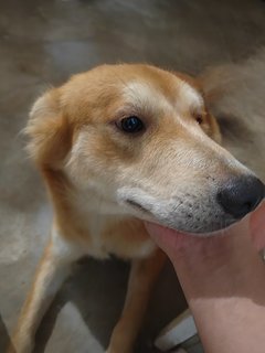 Rocky + Fence (W90cm X H100cm) - Retriever Mix Dog