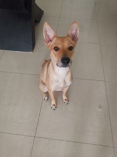 Sandy - Mixed Breed Dog