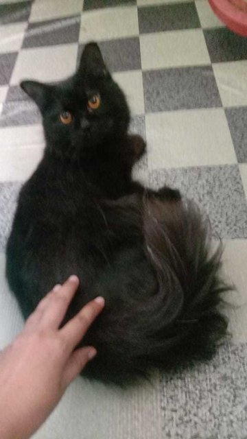 Atok - Domestic Long Hair Cat