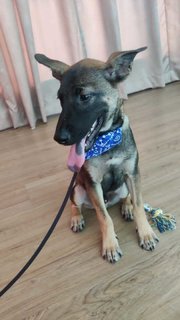 Max (Mixed German Shepherd)  - Mixed Breed Dog