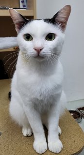 乐家 - Domestic Short Hair Cat