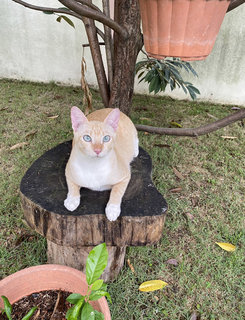 Ghost - Domestic Short Hair Cat