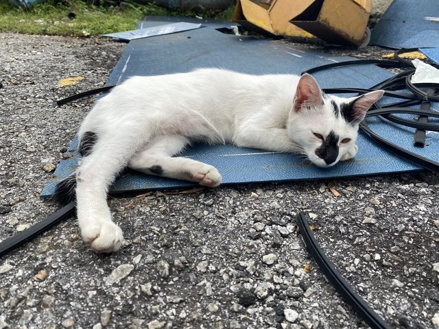 Cow - Domestic Medium Hair Cat