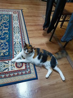 Baby &amp; Calico - Domestic Long Hair + Calico Cat