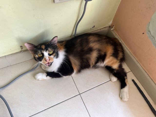 Baby &amp; Calico - Domestic Long Hair + Calico Cat