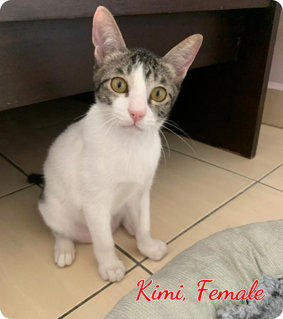 Lumi, Kimi - Domestic Short Hair Cat