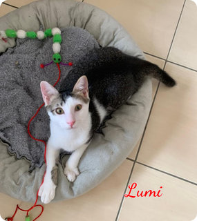 Lumi, Kimi - Domestic Short Hair Cat