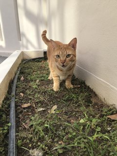 Tobby &amp; Herby - Domestic Short Hair Cat