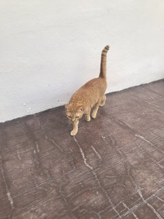 Tobby &amp; Herby - Domestic Short Hair Cat