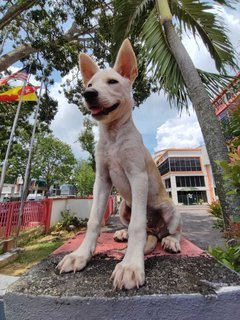 Latte - Staffordshire Bull Terrier Mix Dog