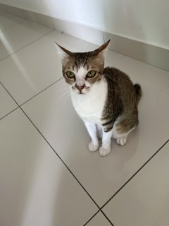 Pari - Domestic Short Hair Cat