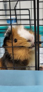 Aby - Guinea Pig Small & Furry